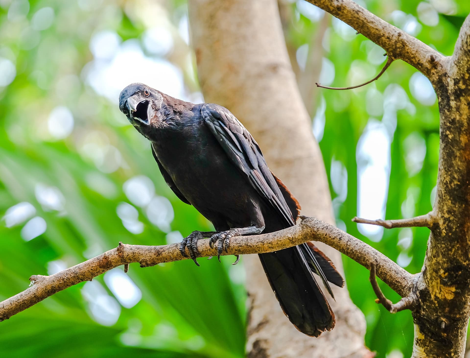 Crow perched and looking directly at camera