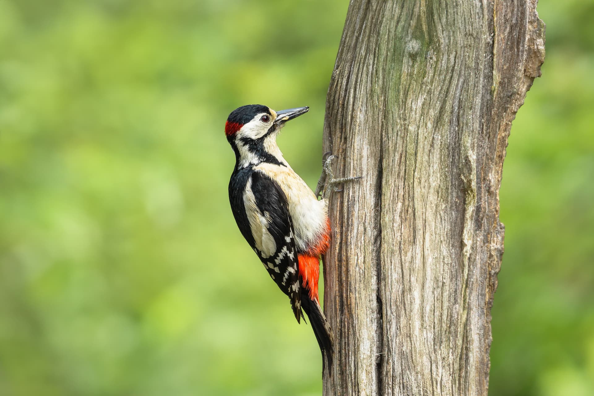 Woodpecker pecking tree trunk