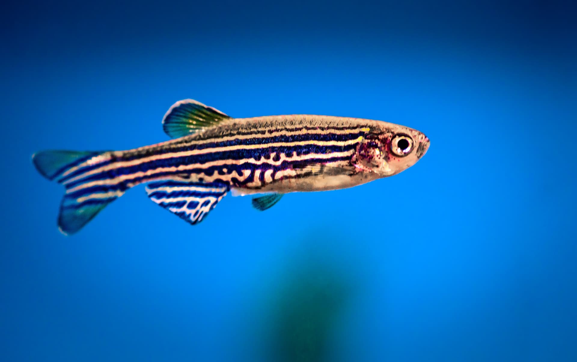 Zebrafish close-up