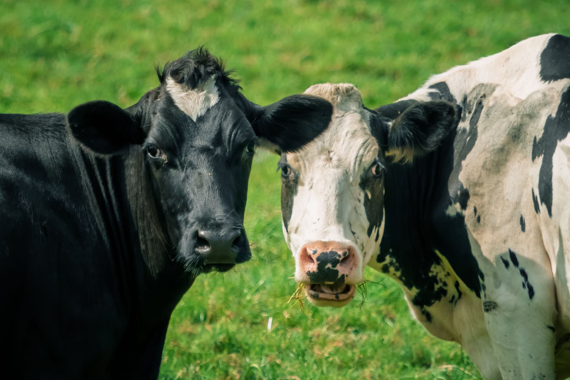 Two cows standing close together in a field