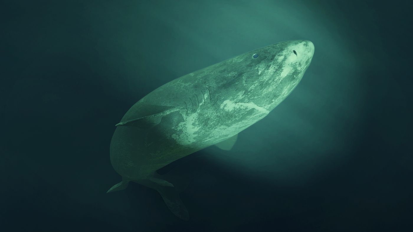 Greenland shark swimming in dark water