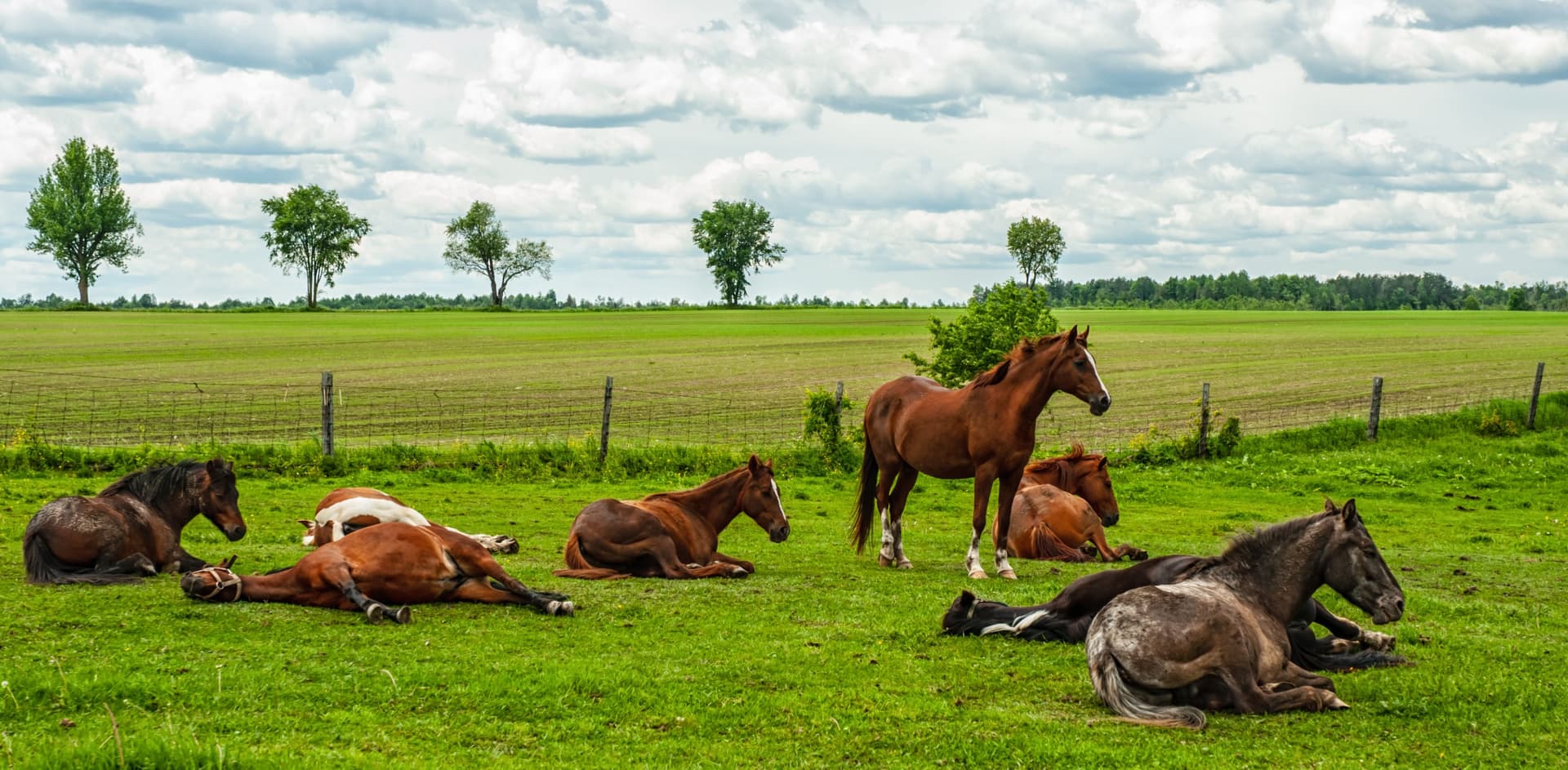 Horse resting in a field