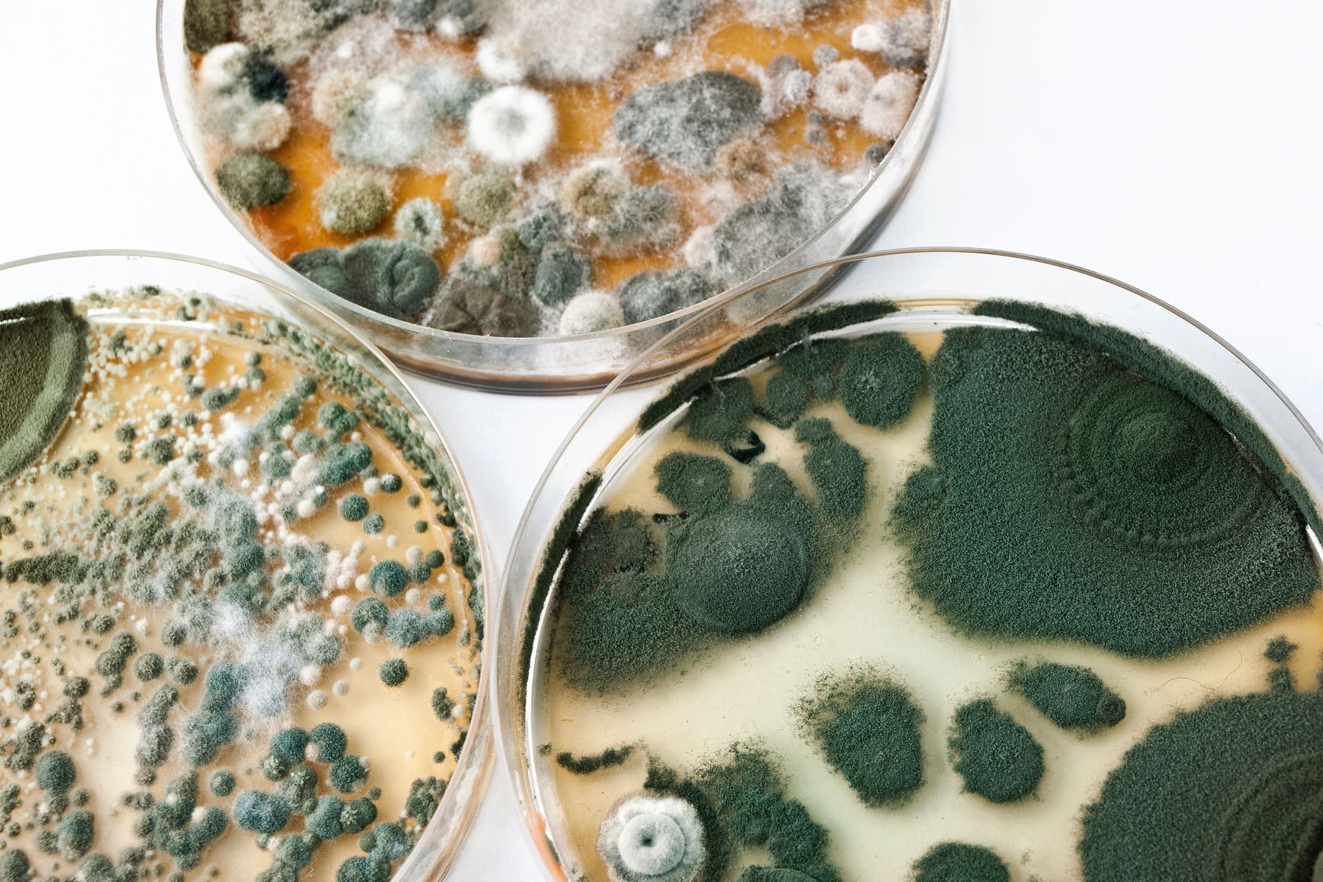 Laboratory petri dish with mold growth