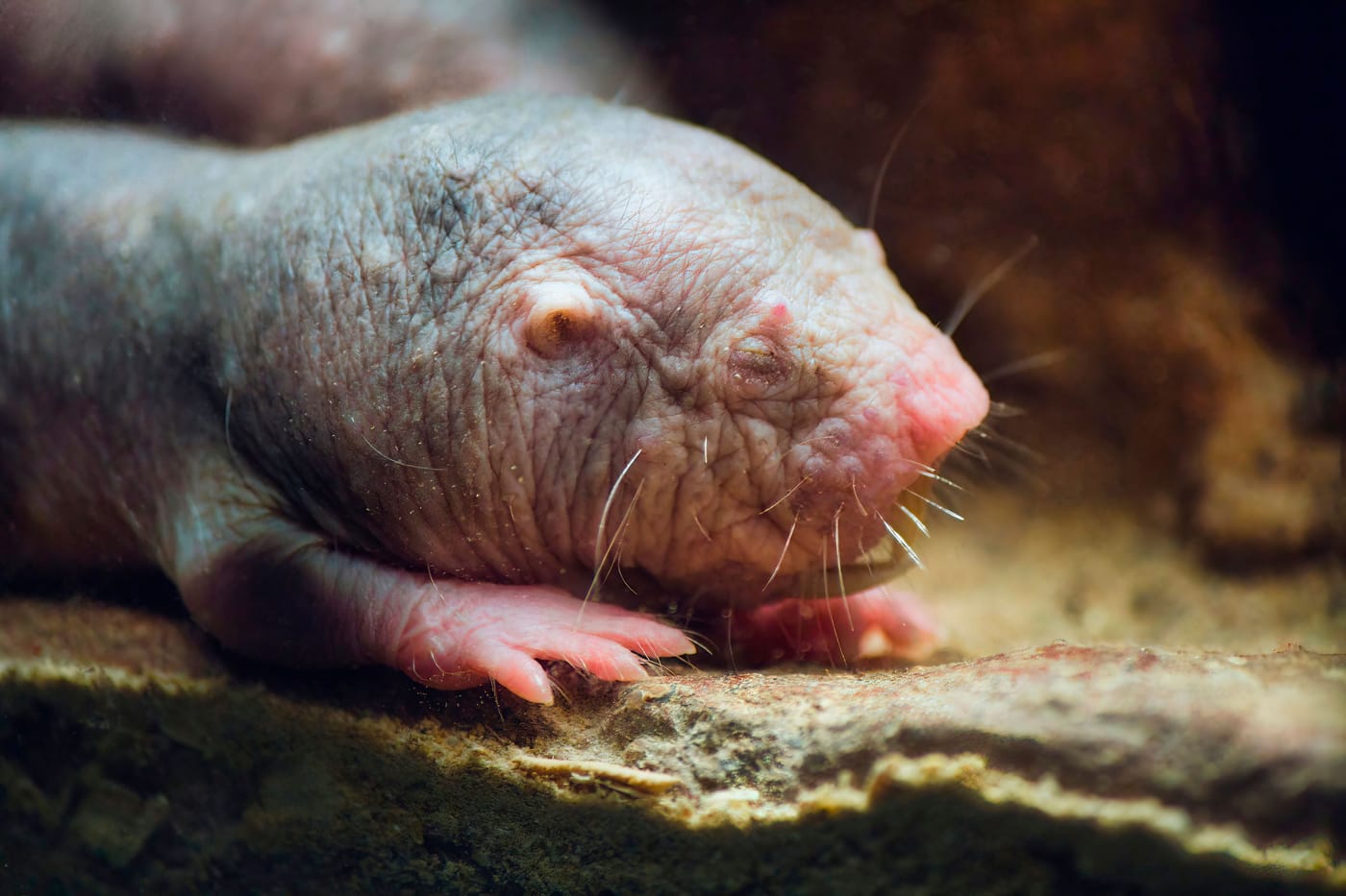 Naked mole rat closeup