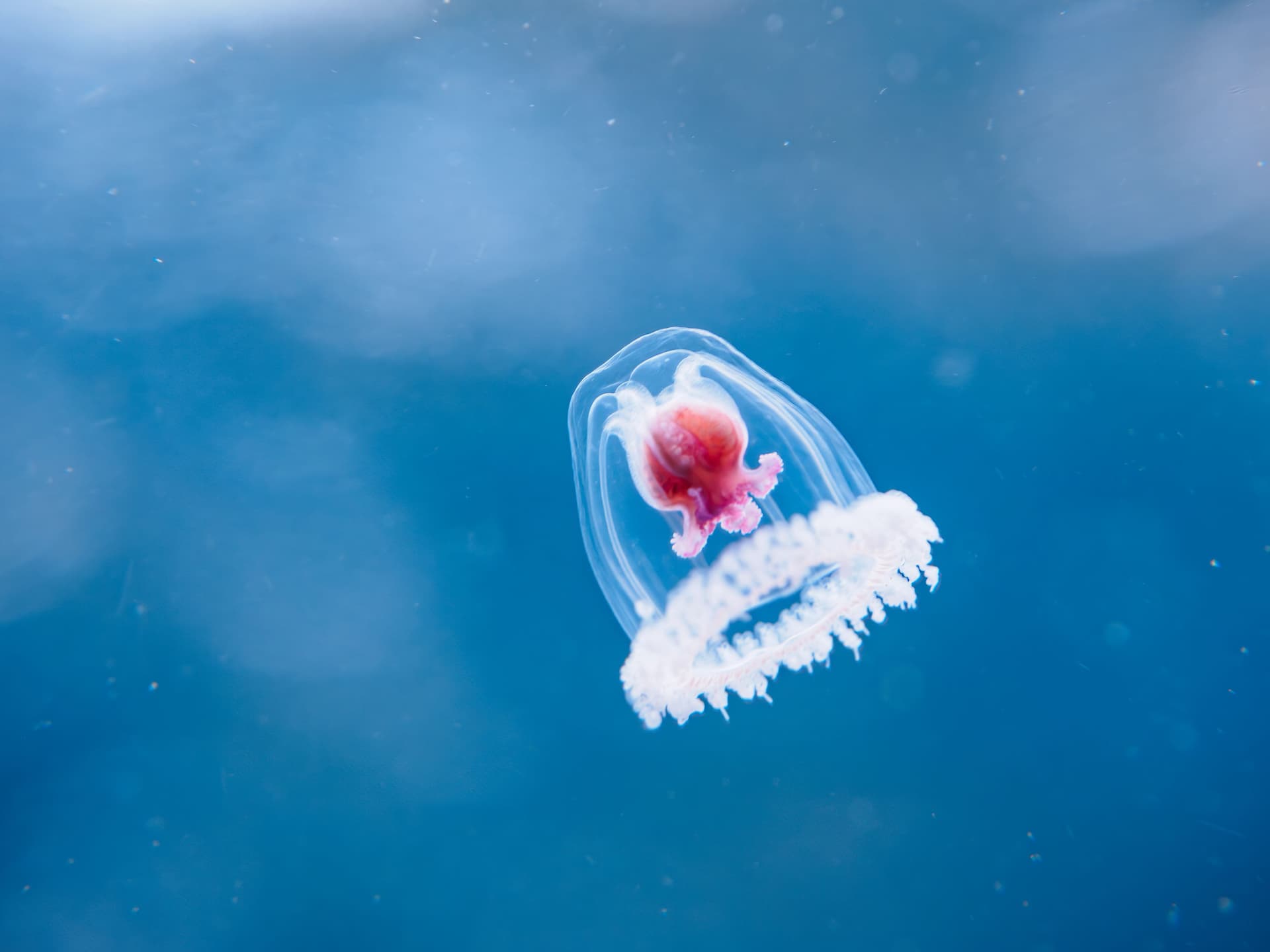 Turritopsis dohrnii immortal jellyfish