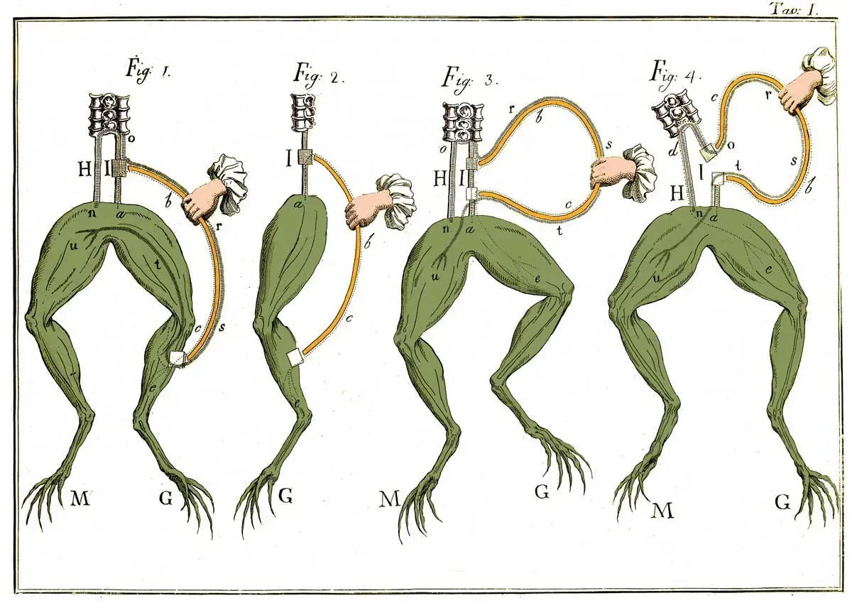 The Dead Frog That Started a Feud and Changed the World
