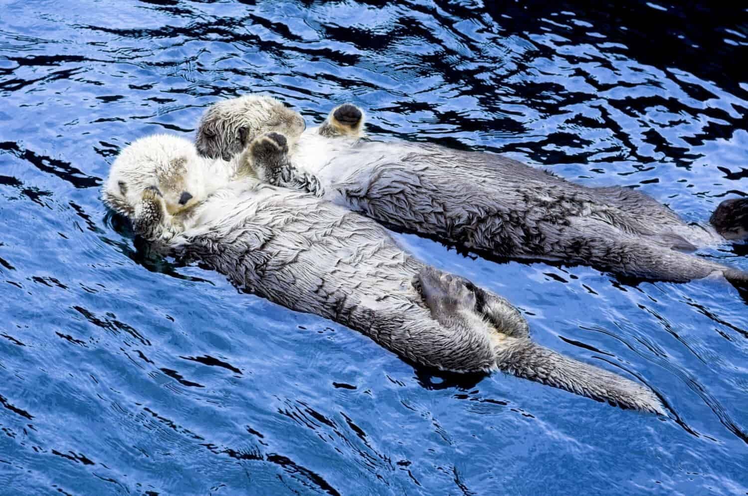 Two sea otters floating together holding paws