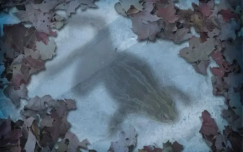 Wood frog frozen in ice