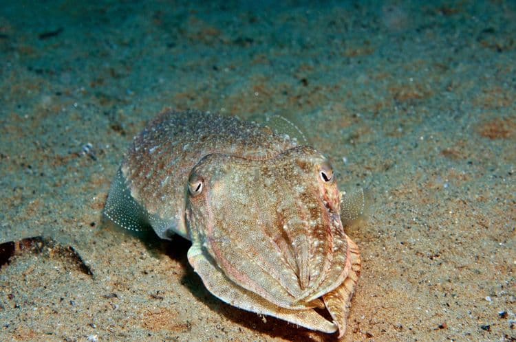 The Science of Camouflage—Nature’s Master of Disguise