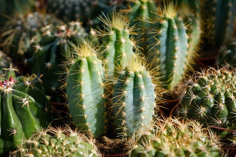 The Secret Life of Cacti—Survivors of the Desert
