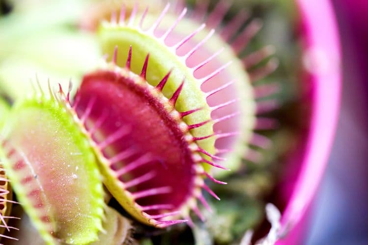 Venus Flytraps Count to 5 Before They Eat You