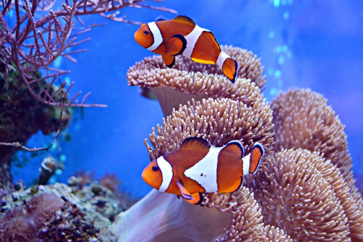The Fish That Changes Gender When It Gets Stressed
