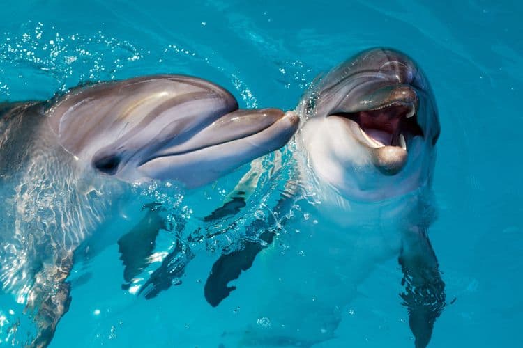 The Secret Language of Dolphins: Chatter Beneath the Waves