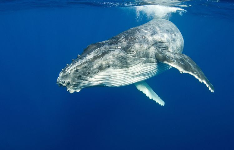 The Mystery of Whale Earwax