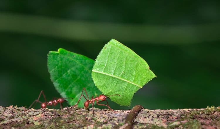 The Amazing Strength of Ants—Tiny Titans of the Animal World