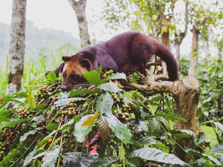 The World's Most Expensive Coffee Comes From...Animal Poop?