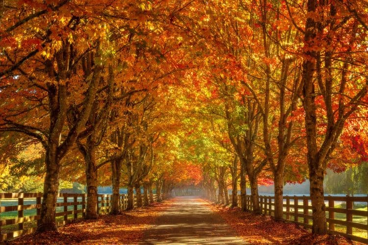 Why Do Leaves Change Color in Fall? Nature’s Autumnal Art