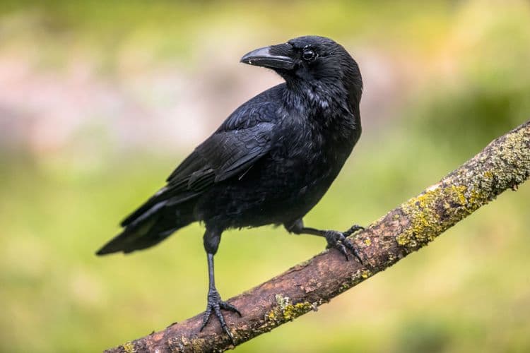 The Remarkable Intelligence of Crows: Nature’s Problem-Solvers
