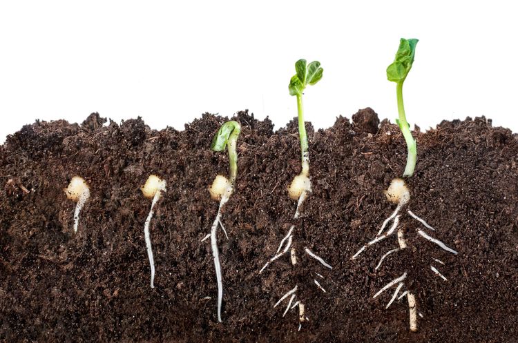 How Seeds Know When to Grow
