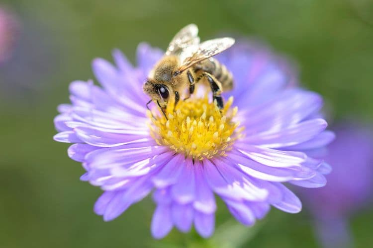 The Secret Life of Bees—Nature’s Master Pollinators