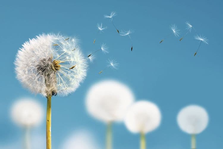 The Science of Dandelions—Nature’s Clever Spreaders