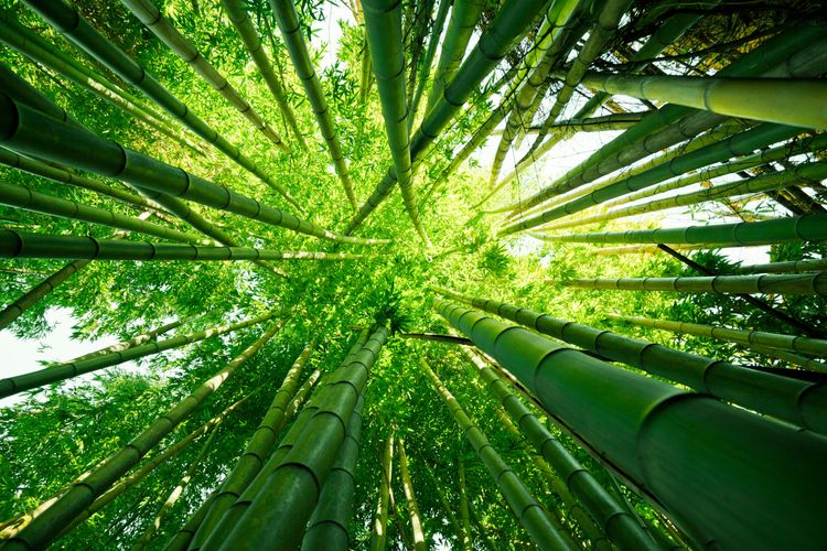 The Fastest Growing Plant on Earth