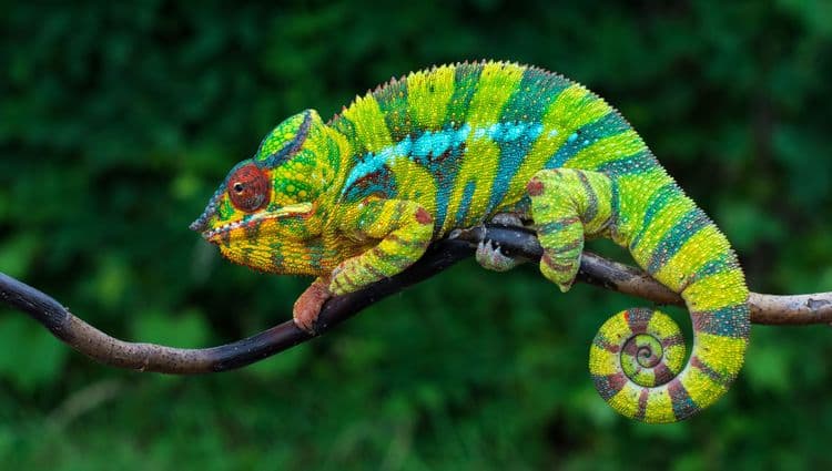 Why Chameleons Change Color: The Science Behind Their Shimmering Skin