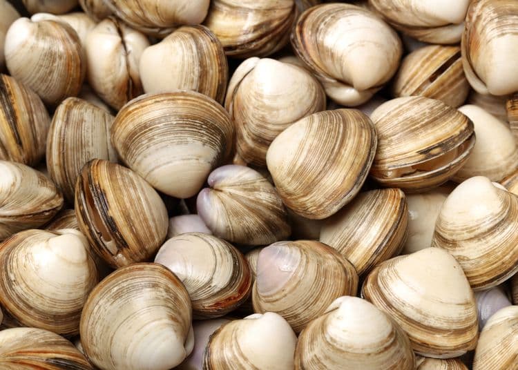 The Incredible Tale of Ming, the 500-Year-Old Clam