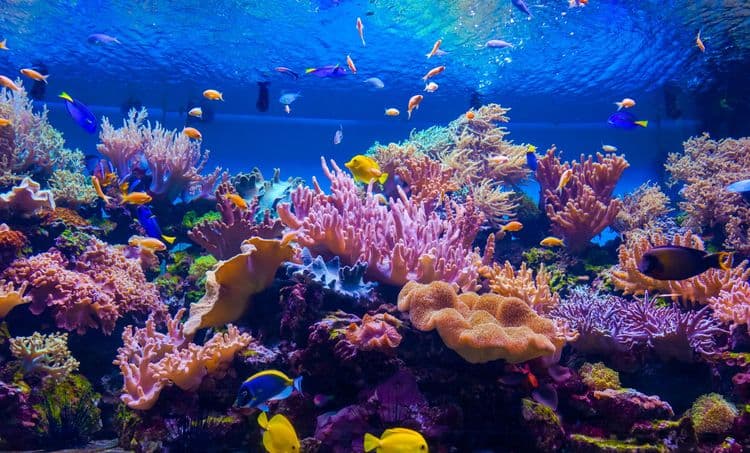 Coral Reefs Provide Home to About 25% of all Marine Species