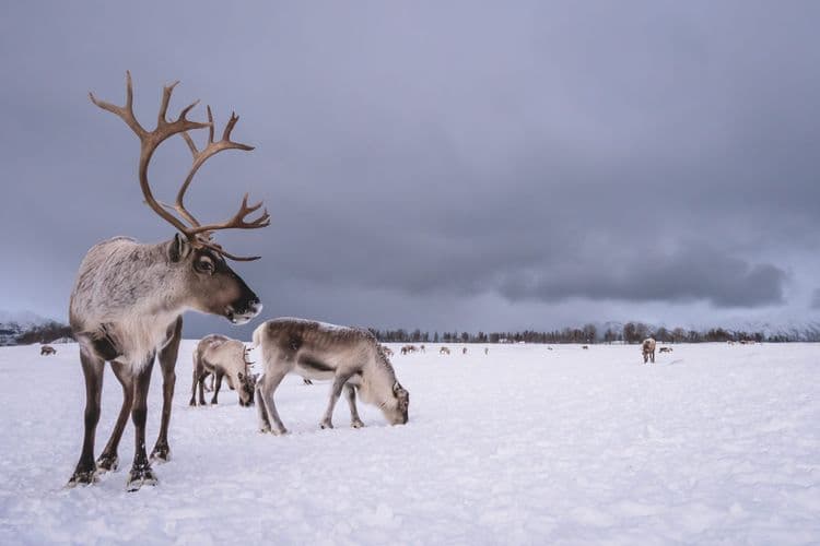 Reindeer: The Arctic’s Amazing Survivors