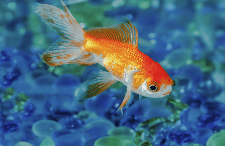 Debunking the Goldfish Myth!