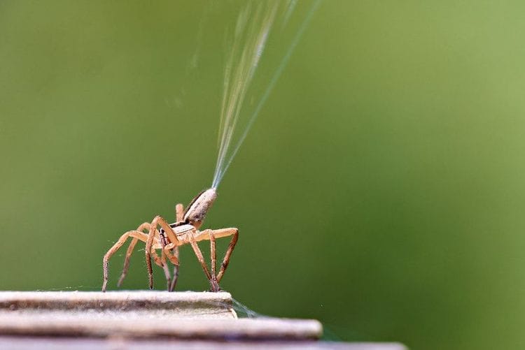 Spiders Can "Fly" Using Electricity in the Atmosphere