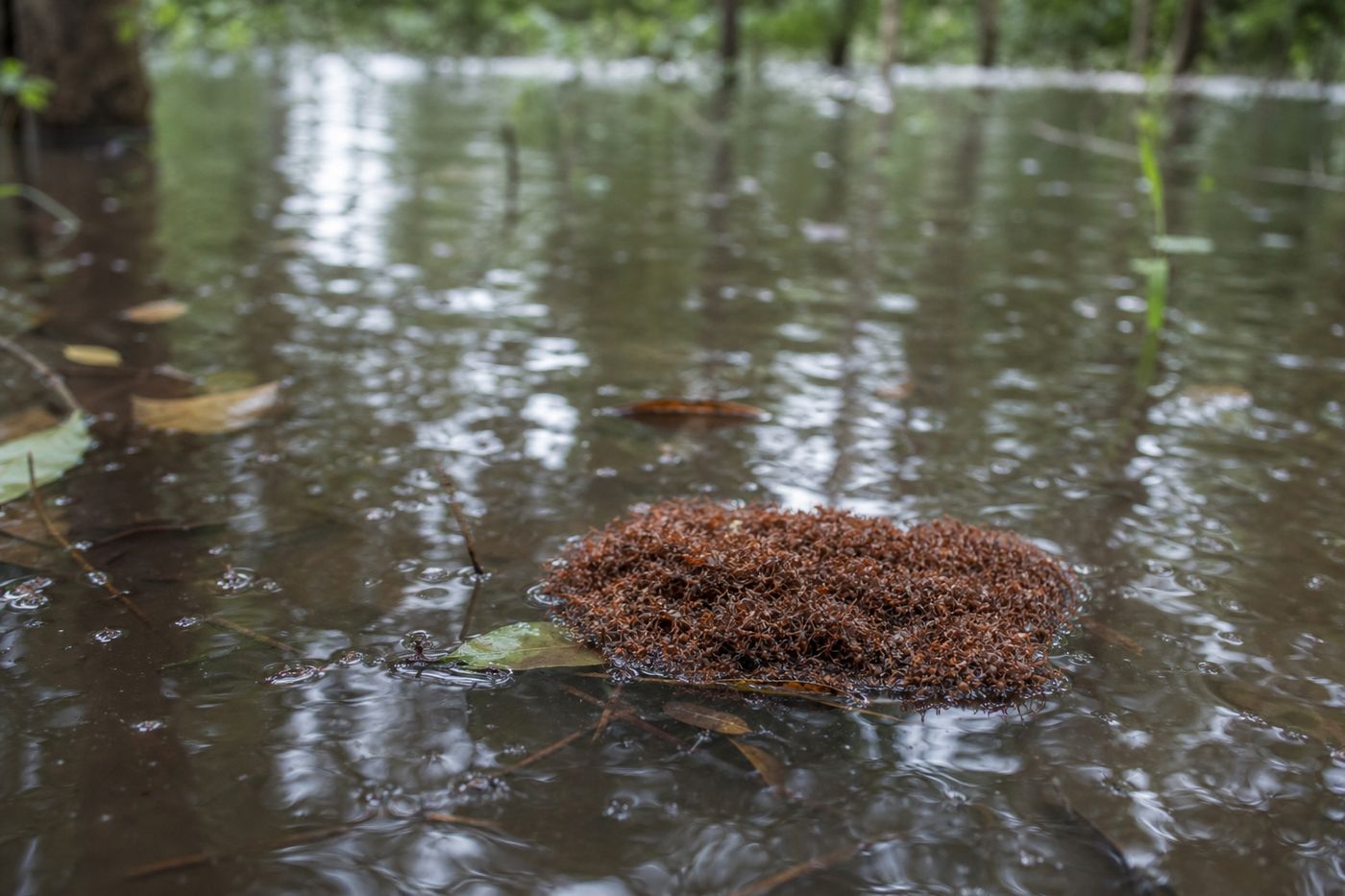 Fire ants forming a raft