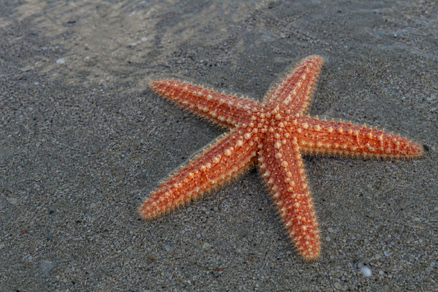 Starfish clinging to a rocky tide pool