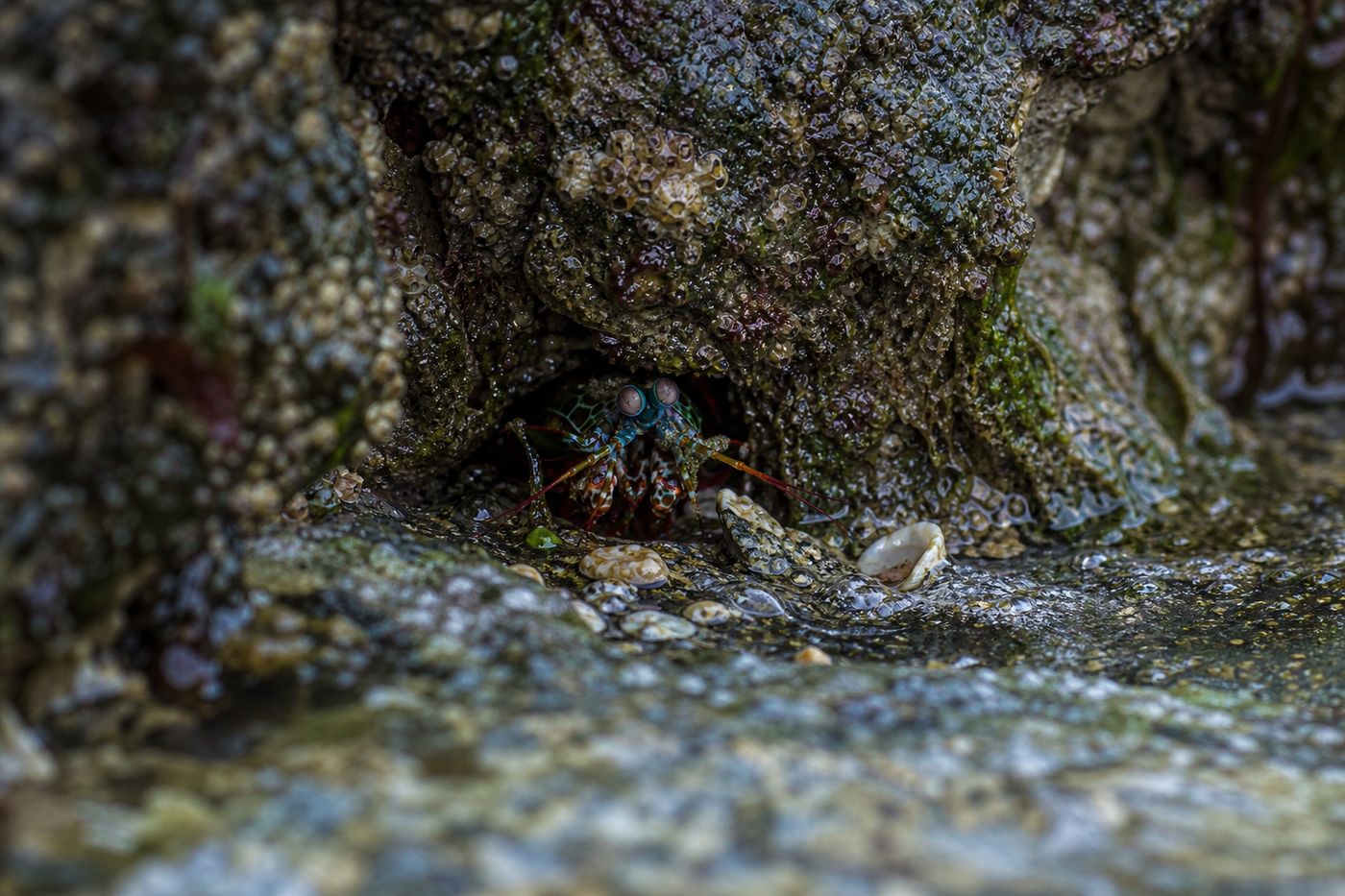 Small shrimp with large claw