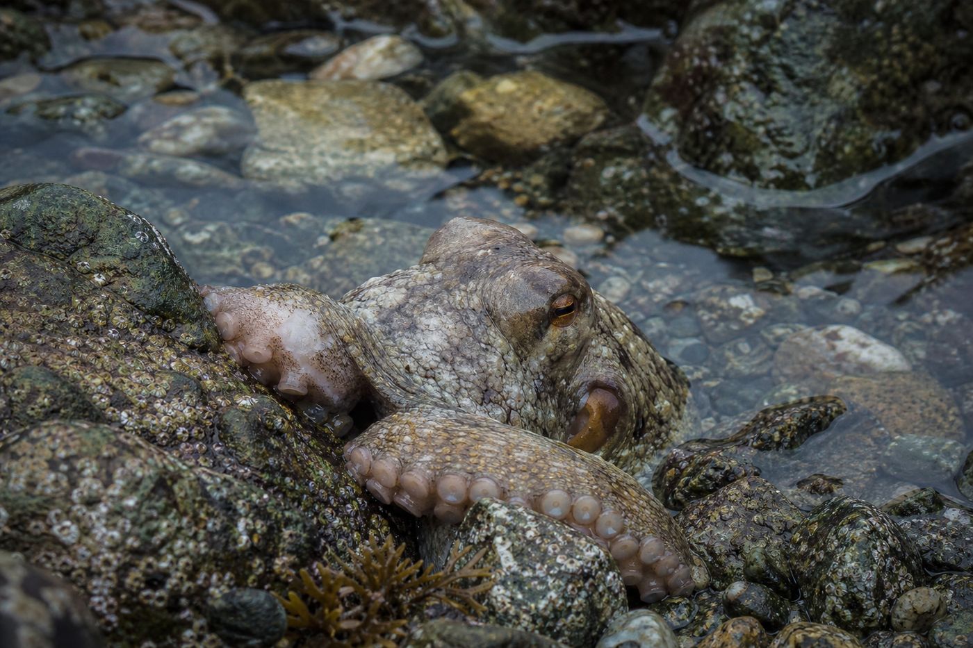 Close-up of an octopus
