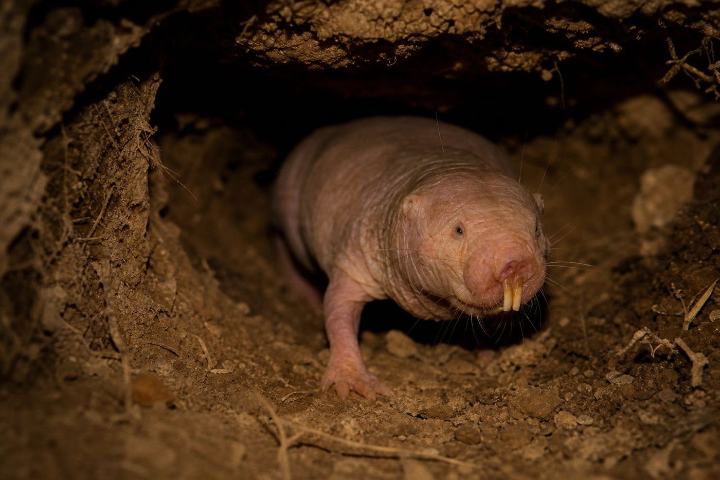Naked mole rat underground