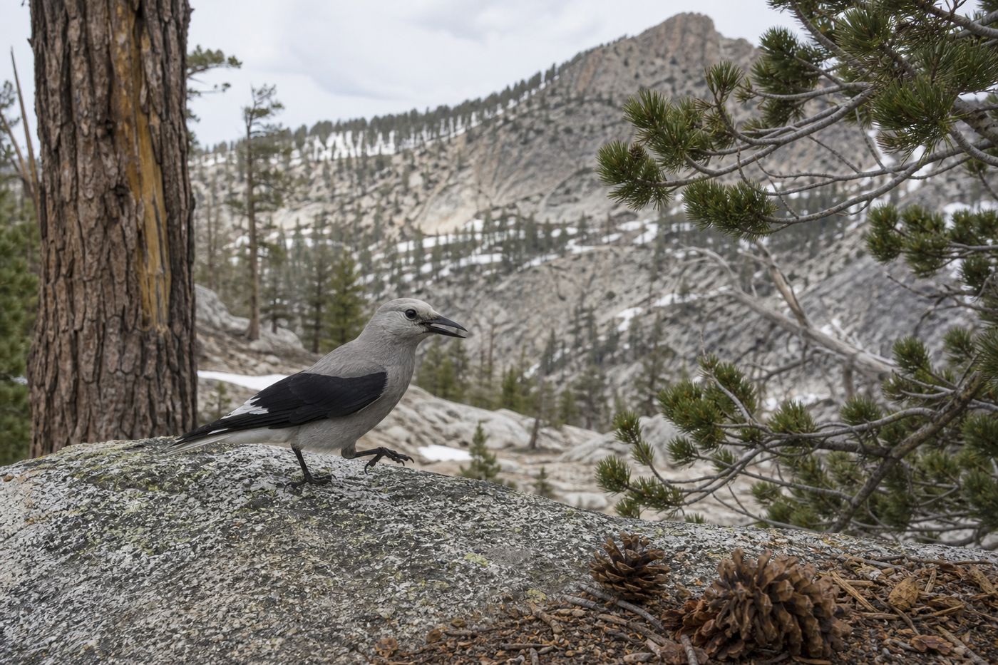 Bird burying seeds in ground
