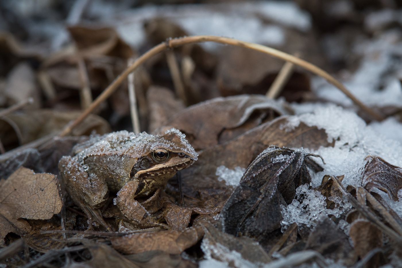 Frozen frog on winter leaves