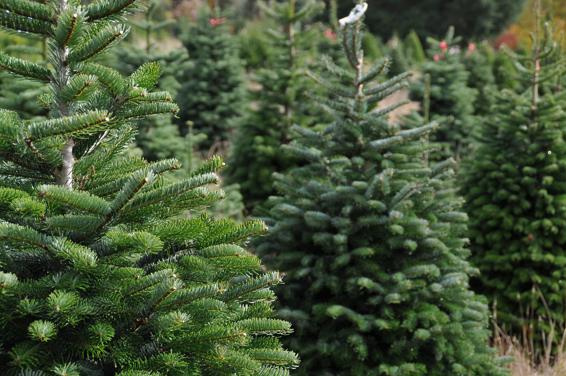 Christmas tree farm with rows of evergreen trees