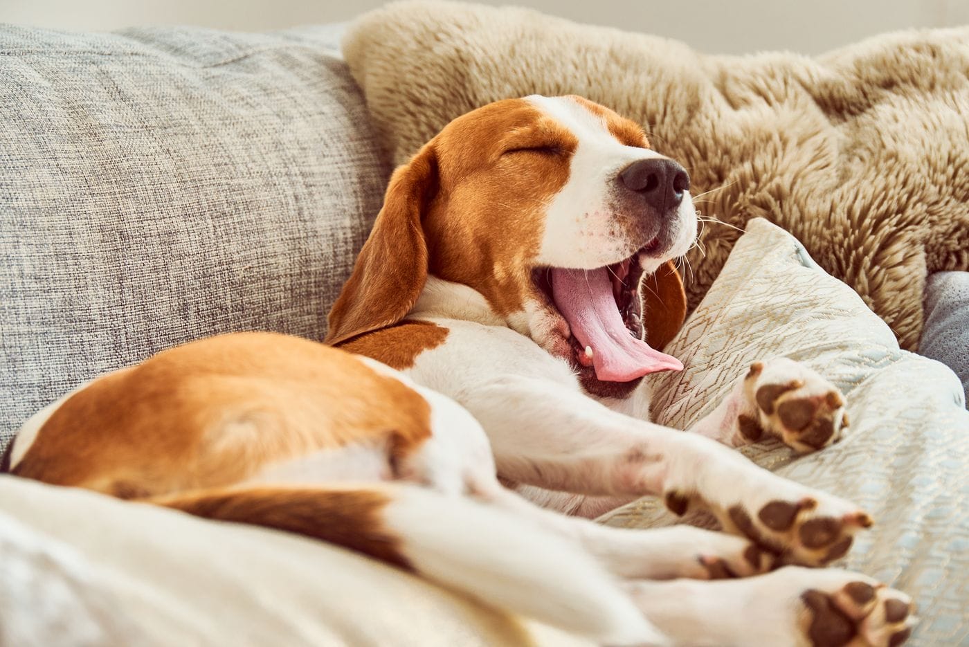 Yawning animal