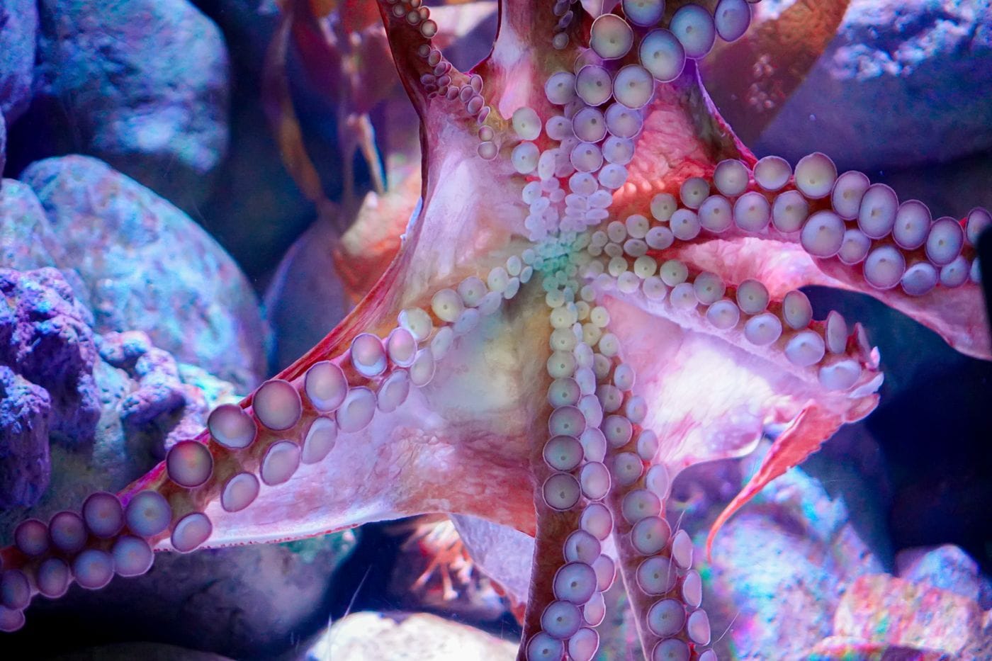 Close up of octopus arm suckers