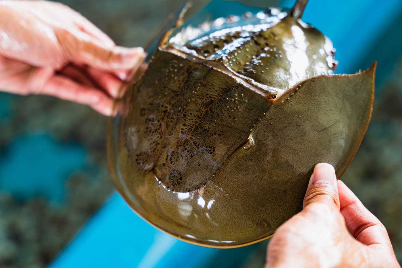 Horseshoe crab being bled for medical testing