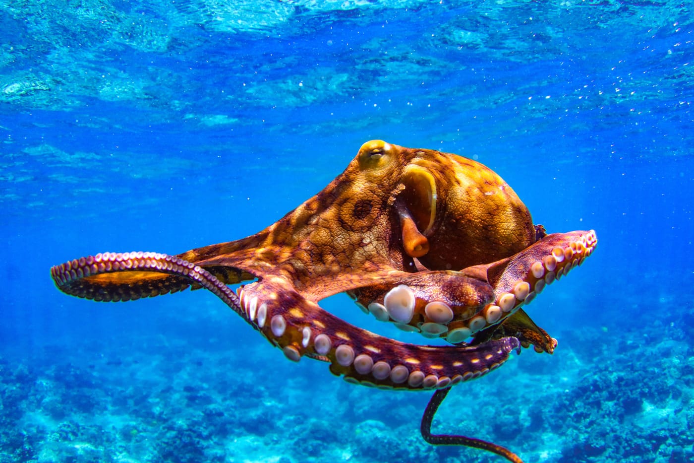 Octopus underwater