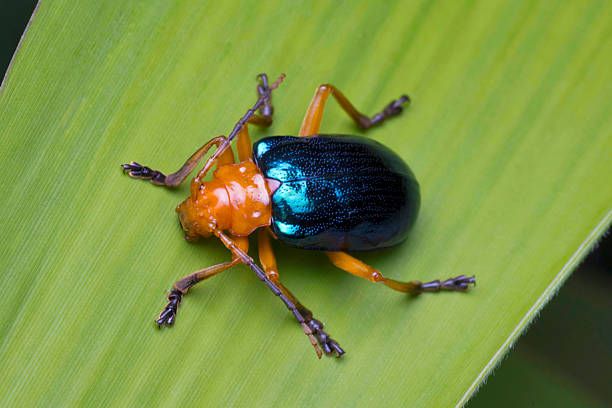 Bombardier beetle close up on leaf