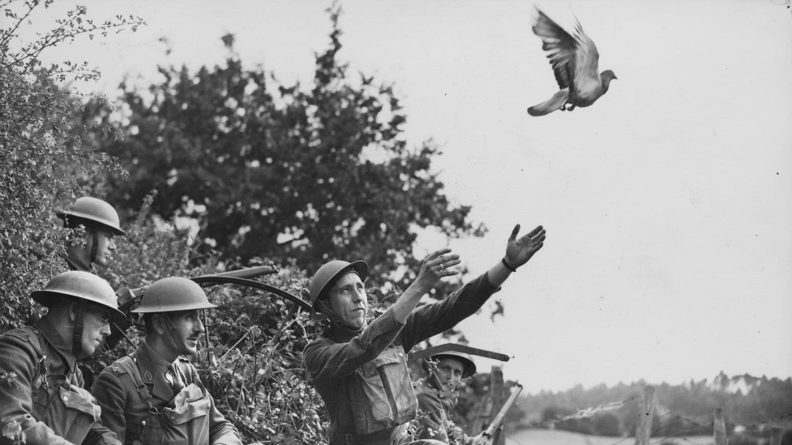 World War I carrier pigeon in flight