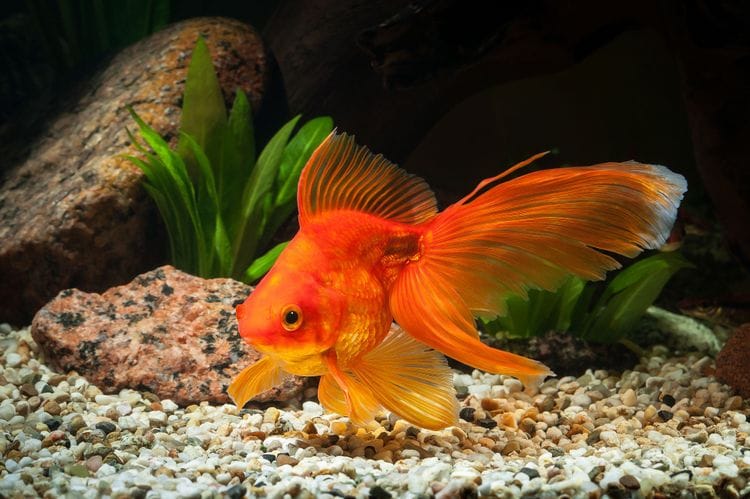 The Astonishing Memory of Goldfish—Fact or Myth?