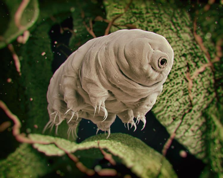 The Bizarre World of Water Bears—Earth’s Toughest Creatures