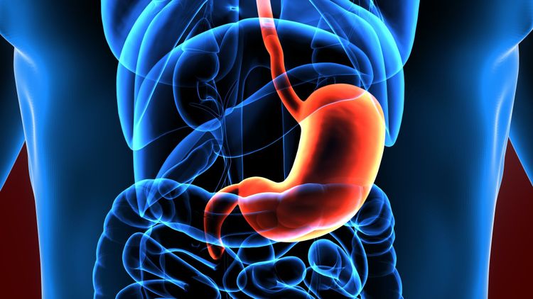 Your Stomach Creates an Entirely New Lining Every Two Weeks