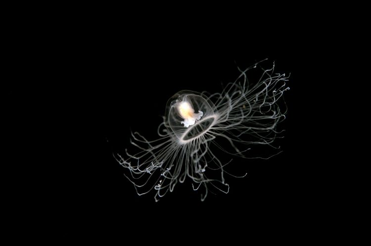 The Immortal Jellyfish—Nature’s Time Traveler